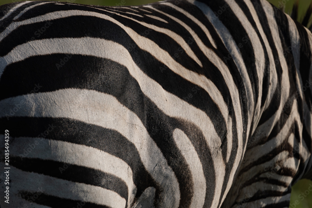 Obraz premium A zebra print closeup in Africa