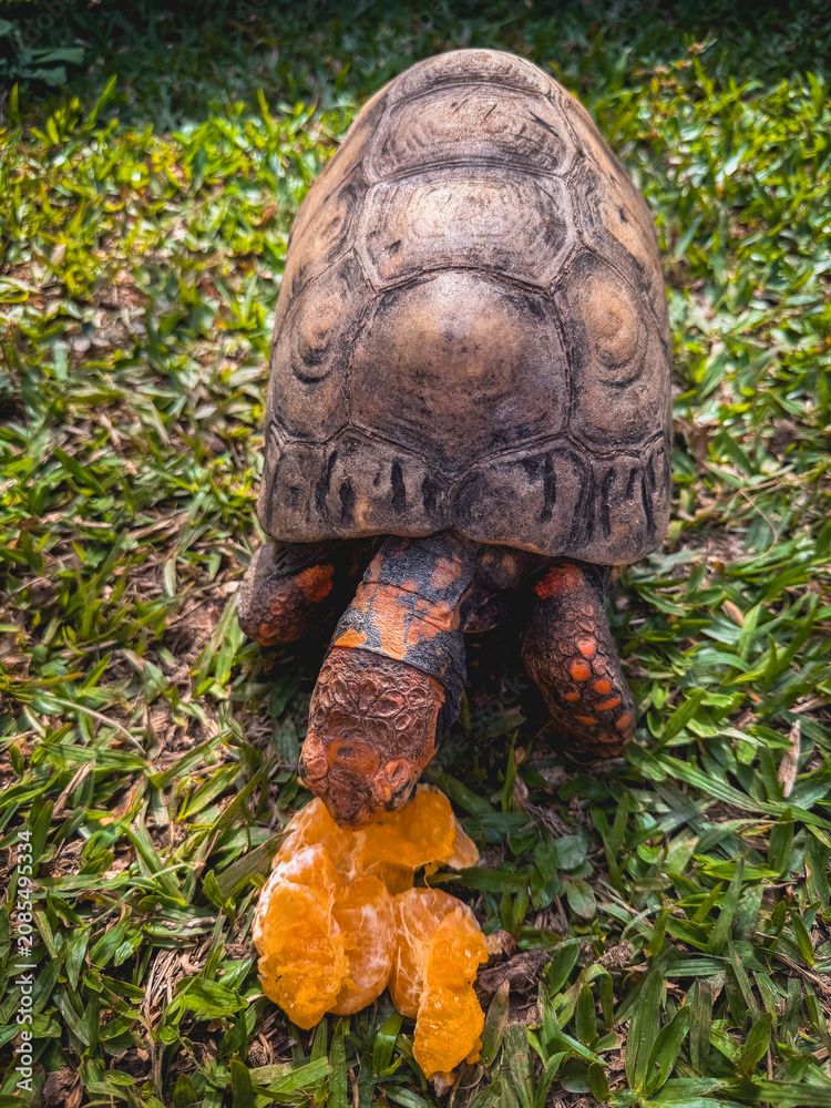 Fototapeta premium Close up from a turtle eating an orange