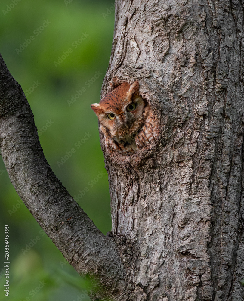 Obraz premium Eastern screech owl nest in a tree