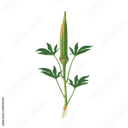 Okra plant with bud and roots vector illustration