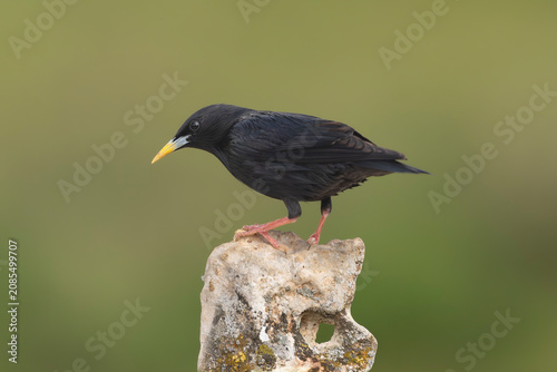 Spotless starling - Sturnus unicolor perched on a stone in El Taray, Spain. Single glossy black bird with a bright yellow bill, set against a soft, blurred green background.