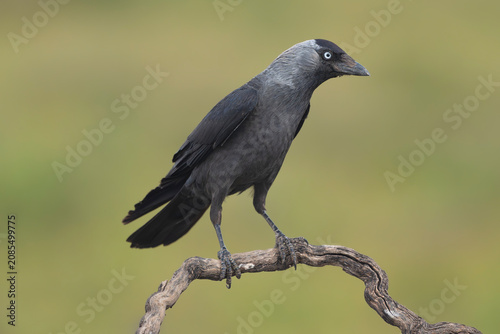 Western jackdaw - Coloeus monedula perched on a curved branch in El Taray, Spain. Dark corvid with distinctive silver-grey nape and pale eyes, isolated against a soft green backdrop.