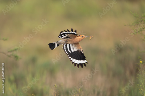Eurasian hoopoe - Upupa epops in flight with an insect in its beak at El Taray, Spain. Beautiful bird showing its striking black and white striped wings against a natural background.