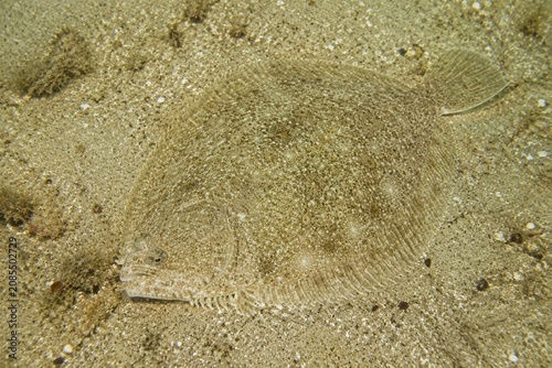 A flat fish camouflaged on a sandy seabed, seen from above.