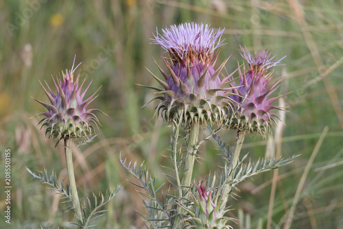 Foto Wild cardoon growing thorny purple flowers in nature
