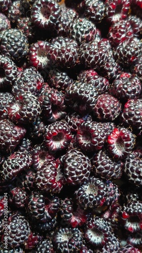 Fotografie macro photo of fresh ripe black raspberries (Cumberland), creating a rich texture background with deep purple details