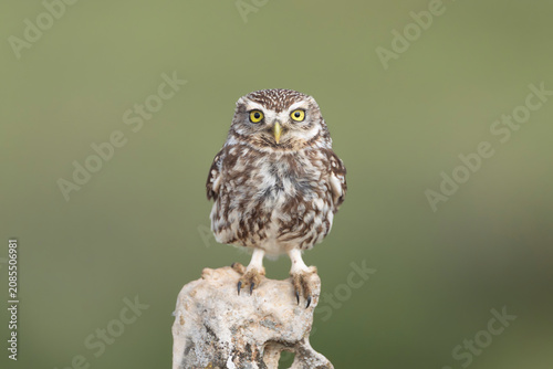 Little owl - Athene noctua perched on a stone in El Taray, Spain. Small, mottled brown and white owl looking directly forward with striking yellow eyes against a soft green background.