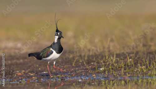 Photography Northern lapwing - male bird at a wetland in spring