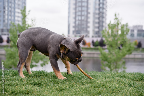 Cuadro en lienzo A small French bulldog stands on lush grass in a city park, gnawing a bone