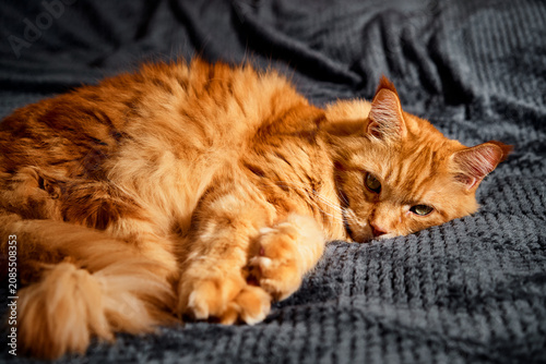 Obraz na plátně A content orange long-haired cat lounges on a plush gray blanket, radiating calm and warmth