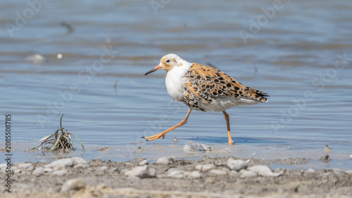 Foto Kampfläufer (Calidris pugnax) läuft im Prachtkleid am Ufer eines Sees