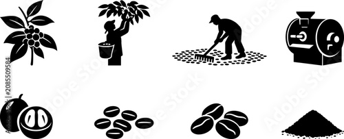 Coffee Production Process Silhouette Collection from Plant Harvest Roasting and Beans Vector Icons