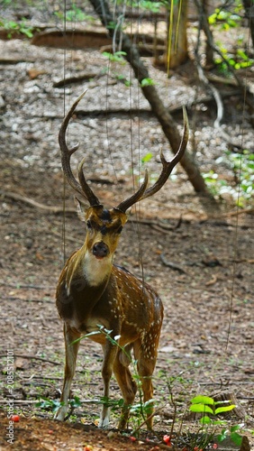 A majestic spotted deer stag with impressive branching antlers stands alert in a tropical forest, surrounded by natural woodland vegetation. The close-up wildlife portrait highlights the beauty, stren