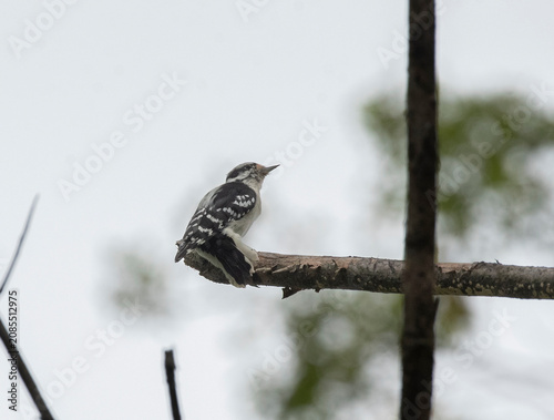 Cuadro en lienzo Downy Woodpecker