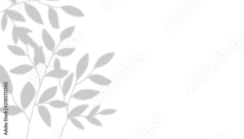Realistic Natural Tree Leaves Shadow Overlay with Window Shadow on White Wall Background, Abstract Summer Sunlight Branch and Leaf Shadow Effect, Transparent Overlay for Mockup and Graphic Design