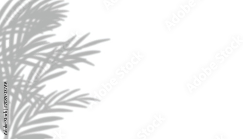Realistic Natural Tree Leaves Shadow Overlay with Window Shadow on White Wall Background, Abstract Summer Sunlight Branch and Leaf Shadow Effect, Transparent Overlay for Mockup and Design