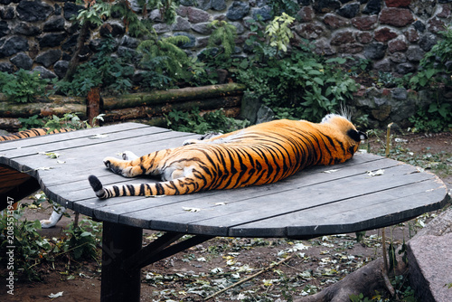 Schilderij op canvas A calm tiger sprawls across a rustic round wooden table in a peaceful outdoor space, surrounded by greenery and a stone wall