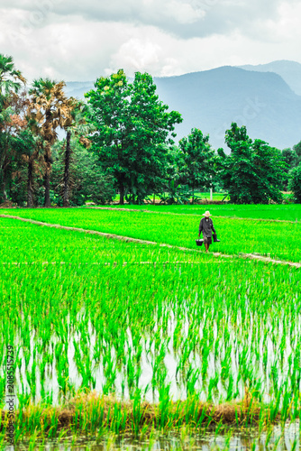 Thai farmer in green rice field