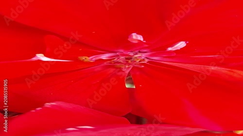 Macro close-up of vibrant red geranium flower petals and stamen