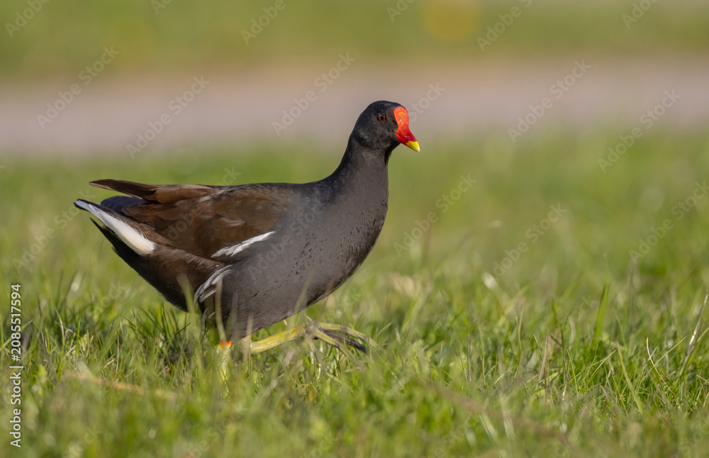 Obraz premium The common moorhen - adult bird in spring