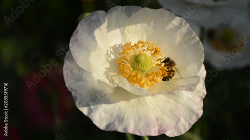 A bee sits on a white poppy flower in a wild field