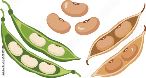 Tableau sur toile Bean pod illustration set featuring open fresh green pods mature brown haricot s