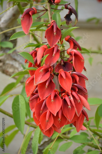 Ornamental South American tree erythrina crista-galli with red flowers