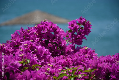 Bougainvillea bushes against a blurred background of the sea and a beach umbrella