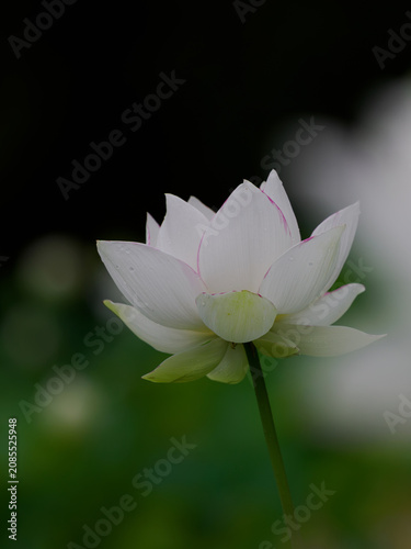 初夏の美しいハスの花
