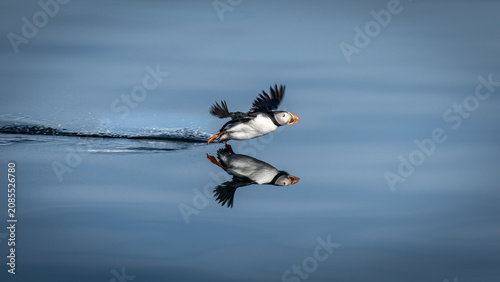 Fotografie Papageitaucher fliegt flach über das Meer (Fratercula arctica), im Meer sieht ma