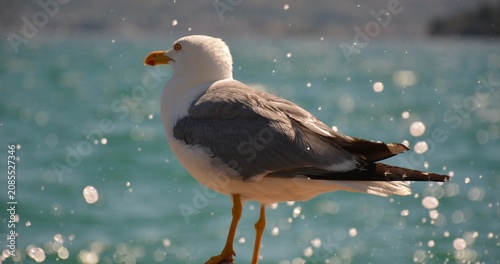 Bild auf Leinwand A white-and-grey albatross looks out at the blue sea on a sunny day