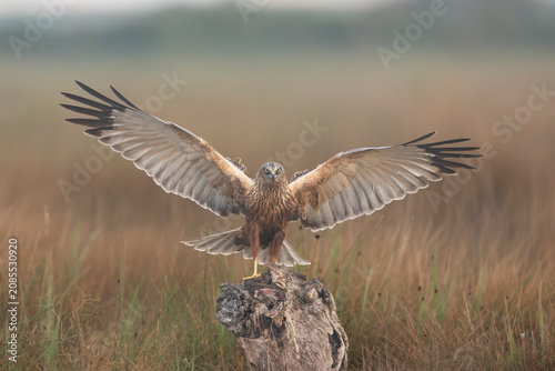 Foto Western marsh harrier (Circus aeruginosus) landing on a stump with wings spread wide in El Taray, Spain