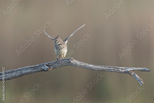 Crested lark - Galerida cristata balancing on a branch with open wings in El Taray, Spain. Small brown songbird with a prominent crest against a soft, out-of-focus background.