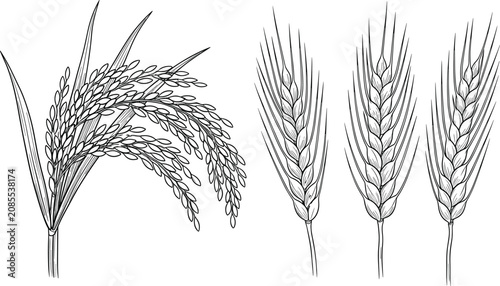 Black and white of decorative grass tufts isolated on white background d