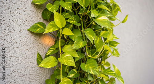 Green foliage with variegation cascades down a textured wall, symbolizing growth, nature, and freshness for environmental or decorative themes