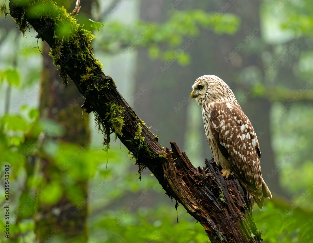 Fototapeta premium Brown Spotted Owl Perched on Mossy Branch in Misty Green Forest