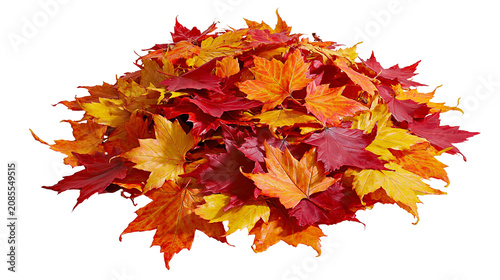Obraz na płótnie Pile of colorful autumn maple leaves in red orange, and yellow