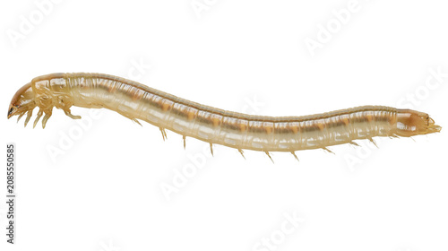 Schilderij op canvas Translucent segmented larva with many legs and antennae