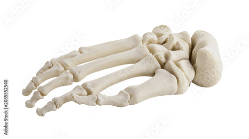 Fotografía Human foot skeleton anatomy tarsals metatarsals, phalanges