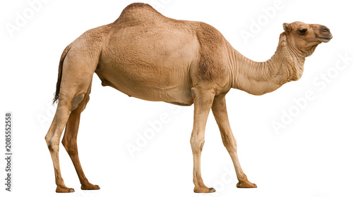 Foto Dromedary Camel Standing Profile View