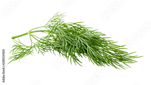 Obraz na plátně Fresh green dill herb sprig with feathery leaves