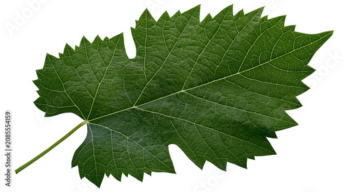 Obraz na plátne Green grape leaf with serrated edges and visible veins