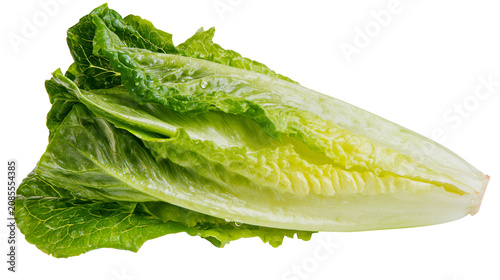 фотографія Fresh green romaine lettuce head with water droplets