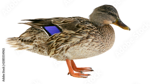 Принти на полотні Mallard duck female bird with blue speculum feathers