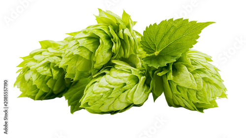Fotografía Green hop cones with leaves