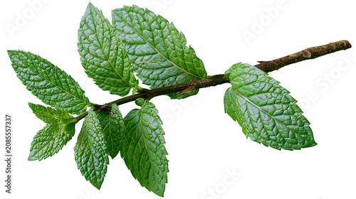 Fotografie Fresh green mint leaves on a branch
