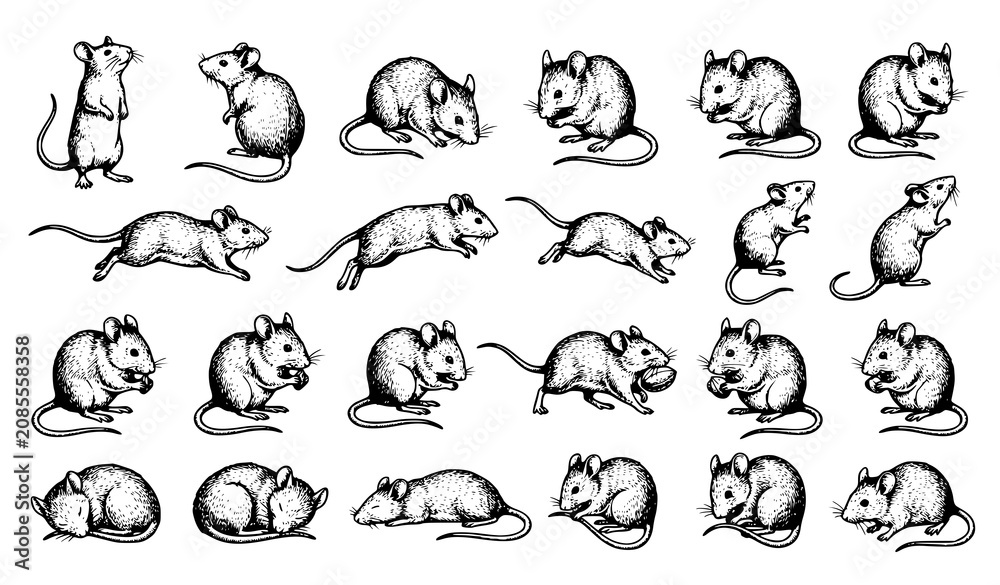 Fototapeta premium Realistic Hand Drawn Mouse Vector Bundle with Vintage Rodent Sketch Collection Isolated on White Background