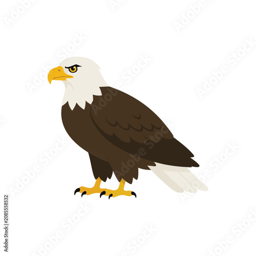 american bald eagle