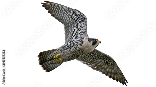 Bild auf Leinwand Peregrine falcon in flight with wings spread