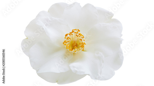 Fotografie White camellia flower with yellow stamens